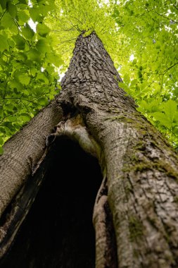 Ağacın tepesindeki ağaç gövdesine bak.