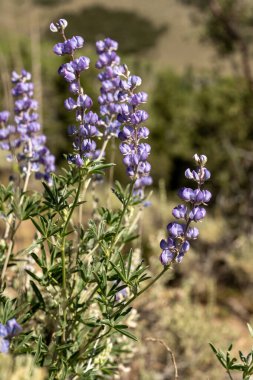 Lupine Nevada Dağlarında Çiçek açıyor Büyük Havza Ulusal Parkı 'nda
