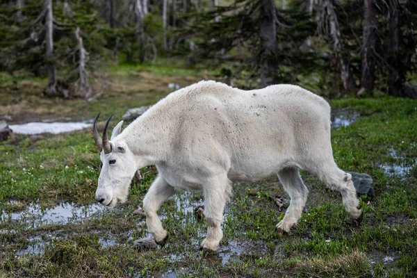 Grote Mannelijke Berg Geiten Truges Door Lente Sneeuw Smelt — Stockfoto