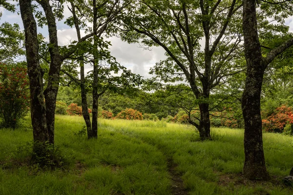 Łąka Gregory Bald Parku Narodowym Great Smoky Mountains — Zdjęcie stockowe