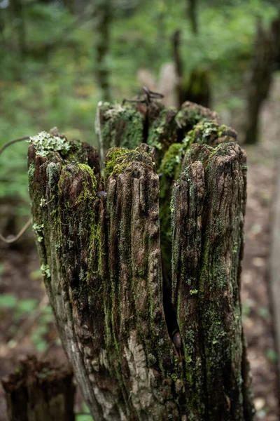 Moss Καλύπτει Rotten Fence Post — Φωτογραφία Αρχείου