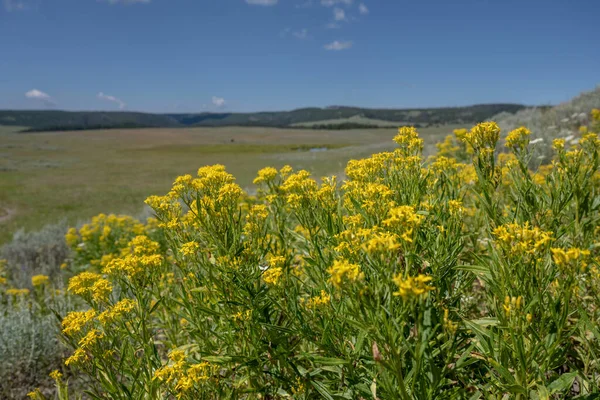 夏のイエローストーン荒野の前にある山の黄金の野の花 — ストック写真