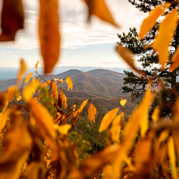 Mountain Ridge Enmarcado Través Hojas Amarillas Junto Blue Ridge Parkway — Foto de Stock
