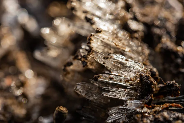 大烟山国家公园里 带泥巴尖的针状冰跃出地面 — 图库照片