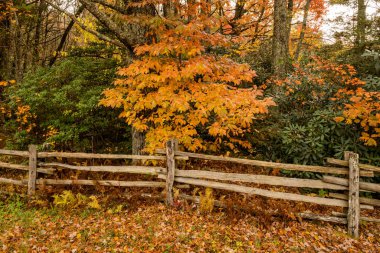 Orange Leaves Over Split Demiryolu Çiti üzerinde Blue Ridge Parkway boyunca