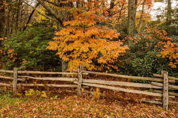 Orange Leaves Above Split Rail Fence along the Blue Ridge Parkway