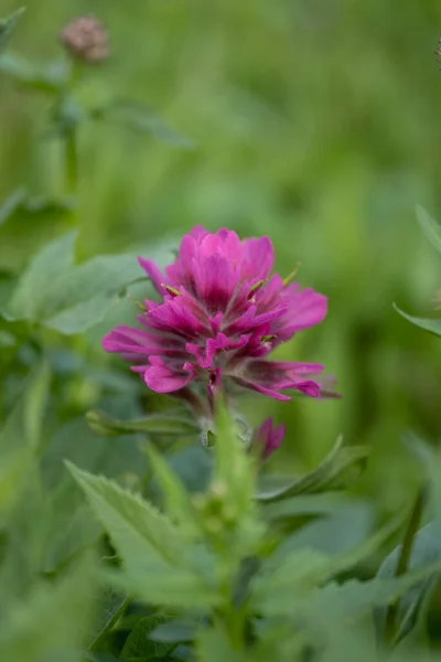 Pink Petals Paintbrush Bloom Alpine Meadow Way Piegan Pass — Stock Photo, Image