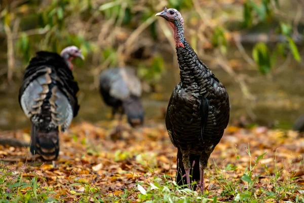 Something Grabs Wild Turkeys Attention in Great Smoky Mountains National Park