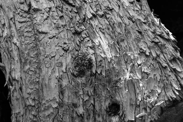 Zersplitterung Trockenen Holzes Schwarz Und Weiß — Stockfoto
