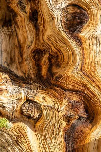 Περιστρεφόμενη Υφή Της Bristlecone Pine Tree Κάθετη Εικόνα — Φωτογραφία Αρχείου