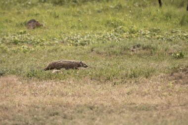 Porsuk Dart Rüzgâr Mağarası Ulusal Parkı 'ndaki çayır köpeği köyünde avlanırken Yere Düşürdü