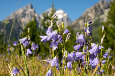 Wyoming 'deki Tetons Dağları' nın altındaki yaz tarlasında kayan yıldızlar.