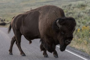 Bizon Boğası Yellowstone Ulusal Parkı 'nda Yolu Geçiyor