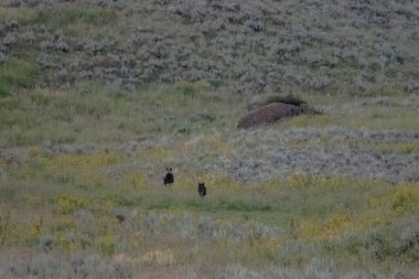 Siyah Kurt Boz Ayı 'yı Yellowstone' daki Lamar Vadisi 'nde kovalıyor.
