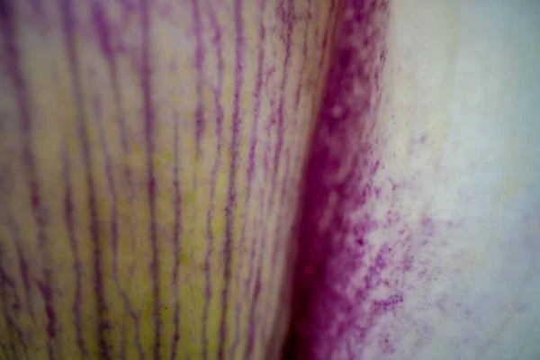 Okraj Květinové Textury Calla Lily Makro Objektivem — Stock fotografie
