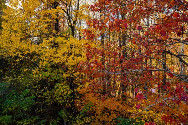 Colores Otoño Desvanecen Verde Rojo Bosque Parque Nacional Las Grandes —  Fotos de Stock