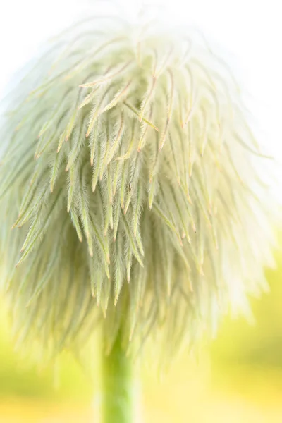 Fuzzy Suessical Wildflower Washington Mountains Summer — стокове фото
