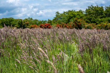 Graet Smoky Dağları Ulusal Parkı 'nda Gregory Bald' a Çimen Esinti Esiyor