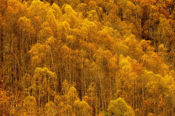 Golden Yellow Mountain Side Fall Blue Rige Parkway — Stock fotografie