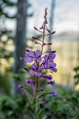 Yellowstone Ulusal Parkı 'nda Lewis Maymun Çiçeği Açtı