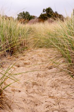 Michigan Gölü kıyısındaki kum tepeleri boyunca alçak açılı patika görüntüsü
