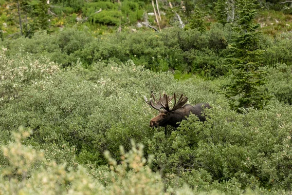Large Bull Moose Grazes Willow Cascade Canyon Grand Teton National — Stock Photo, Image