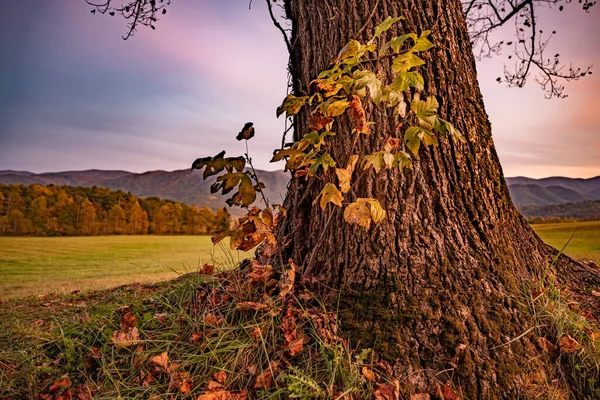 Poslední Zelené Listy Drží Základny Stromu Zátoce Cades Podzimní Pole — Stock fotografie