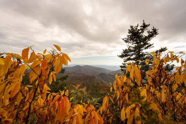 Olhando Para Baixo Blue Ridge Montanhas Através Folhas Amarelas Longo — Fotografia de Stock