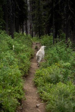 Dağ Keçisi Buzul Ulusal Parkı 'nda patikadan aşağı iniyor.