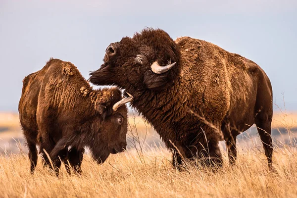 Male Bison Bucks Head Female Planícies Dakota Sul Perto Badlands — Fotografia de Stock