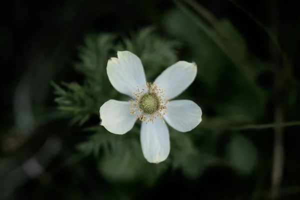 Maraposa Lily Muted Bloom Στο Κέντρο Της Εικόνας — Φωτογραφία Αρχείου