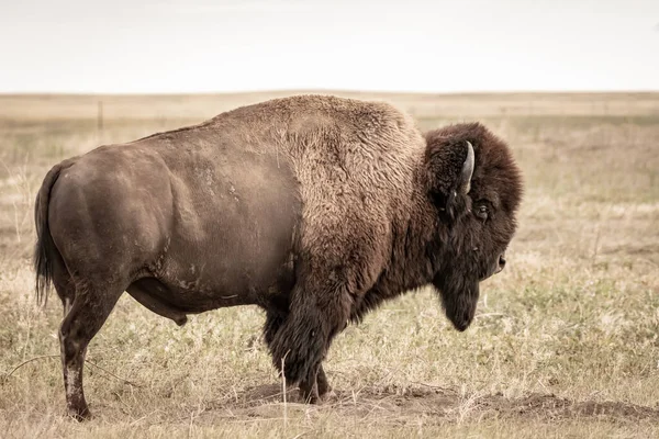 Mannelijke Bizon Met Profiel Het Late Zomer Veld Badlands National — Stockfoto