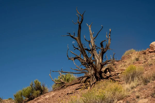 Lune Jette Coup Œil Travers Les Branches Arbre Mort Capitol — Photo