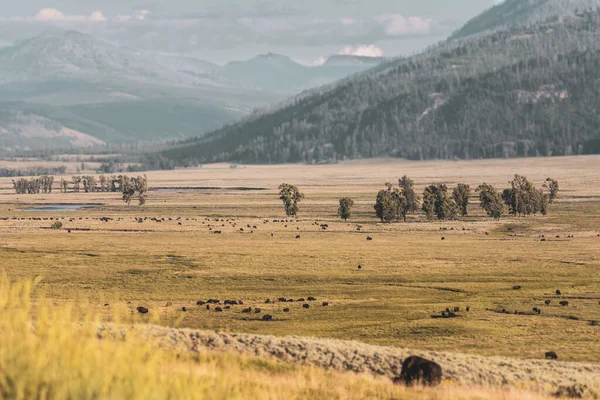 Couleurs Discrètes Troupeau Bisons Dans Vallée Hayden Dans Parc National — Photo