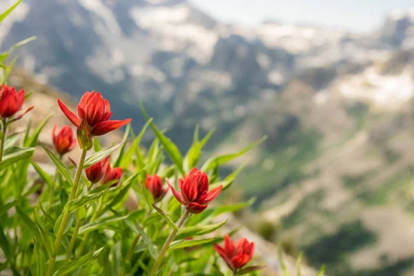 Orange Paintbrush Flowers Mit Verschwommenen Teton Mountains Hintergrund — Stockfoto