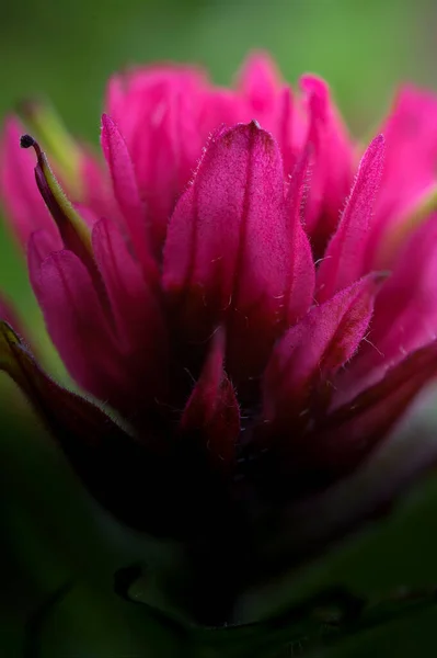 Pink Paintbrush Bloom Fades Black Alpine Meadow Mount Rainier National — Stock Photo, Image