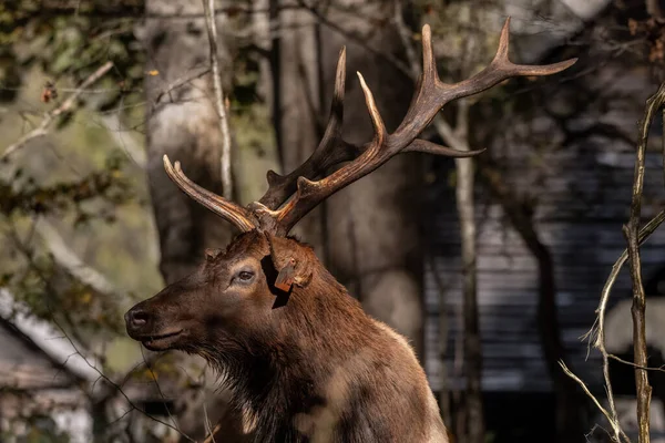 Profil Över Taggade Bull Elk Oconaluftee Valley Great Smoky Mountains — Stockfoto