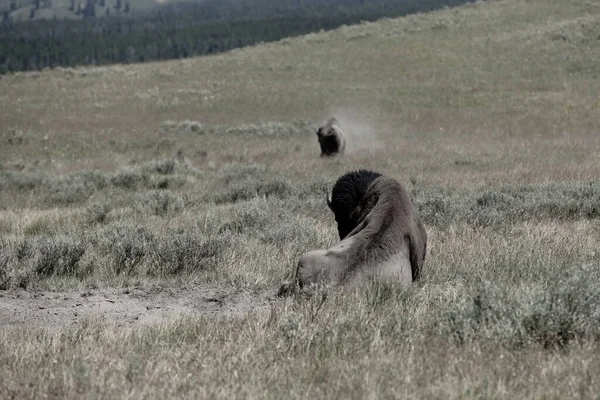 Ruhender Wisent Mit Gebogenem Stachel Sommerfeld Yellowstone — Stockfoto