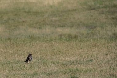 Kısa Kulaklı Baykuş Cezalı ve Çorak Topraklar Ulusal Parkı 'nın dışındaki araziye bakıyor