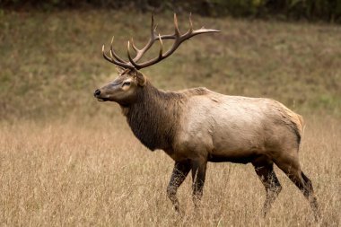 Strutting Bull Elk In Dry Field in Cataloochee Valley of Great Smoky Mountains National Park clipart