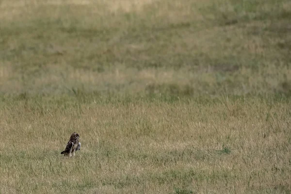 Kısa Kulaklı Baykuş Cezalı ve Çorak Topraklar Ulusal Parkı 'nın dışındaki araziye bakıyor