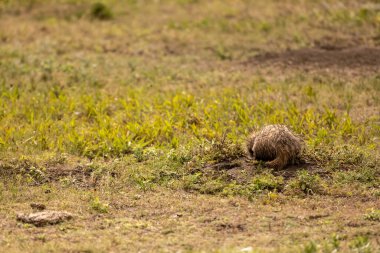 Avlanırken Deliği Kazan Porsuğun Kuyruğu