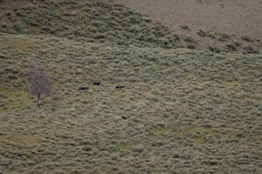 Hayden Vadisi 'nde Üç Siyah Kurt Koku İzini Uzaktan İzliyor