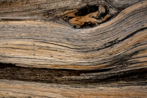 Tekstur Pohon Kerucut Bristle Menunjukkan Ribuan Tahun Usia — Stok Foto