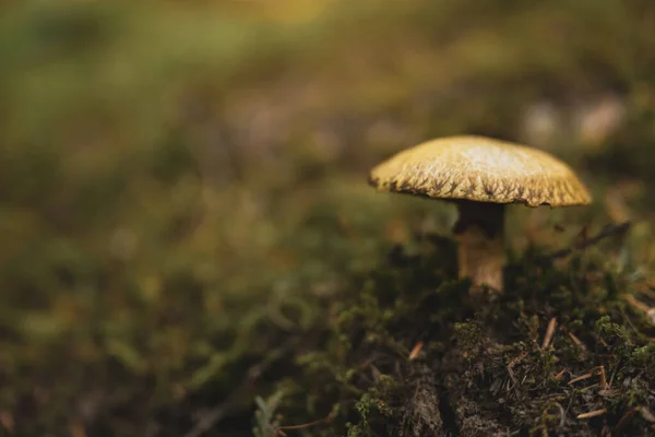 Tiny Mushroom Mossy Forest Floor Glacier National Park — Stock Photo, Image