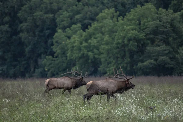 Två Bull Elk Tävla Rut Oconaluftee Valley Great Smoky Mountains — Stockfoto