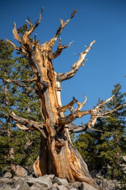 Binlerce yıl sonra Büyük Havza Ulusal Parkı 'ndaki kayalık arazide Bristle Cone Tree ayakta duruyor