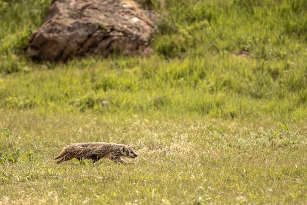 Badger Prowl Enquanto Caça Cães Pradaria Parque Nacional Das Cavernas — Fotografia de Stock