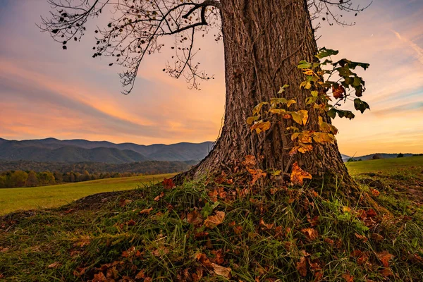 Base Grande Árvore Pôr Sol Cades Cove — Fotografia de Stock