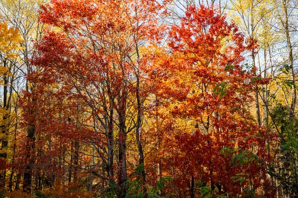 Colores Brillantes Otoño Bosque Ahumados Largo Little River Trail —  Fotos de Stock